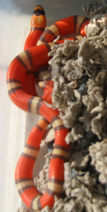 hypo female