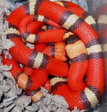 Tricolor hypos