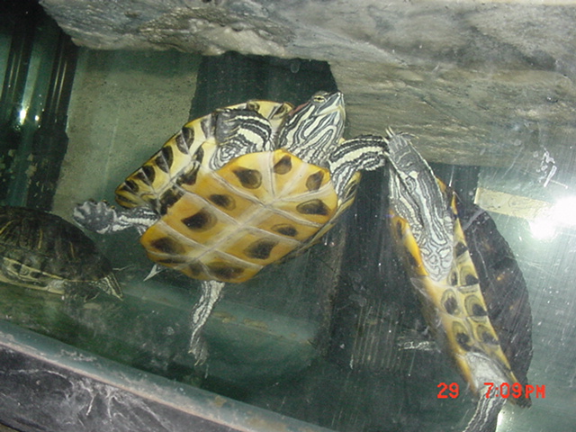 3 RES