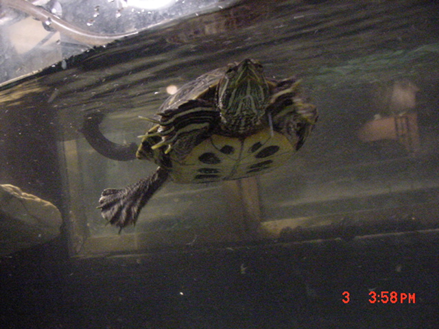Swimming