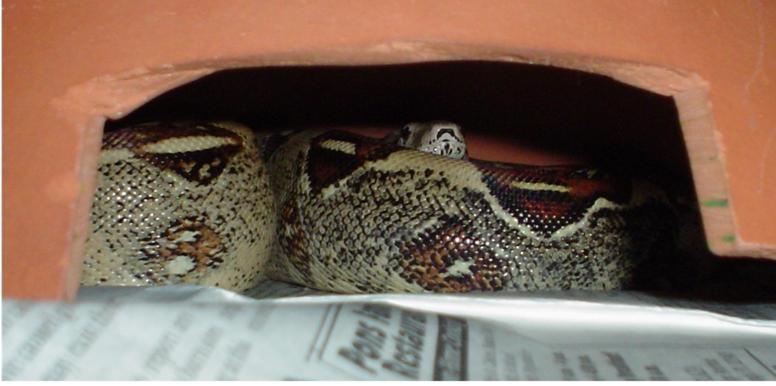 My Boa hiding out