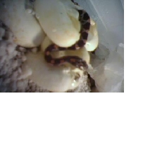 Baby hatching