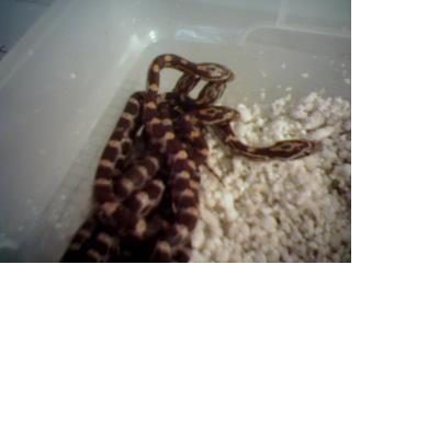 My first babies