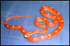 My favorite snake