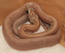 Amber Stripe