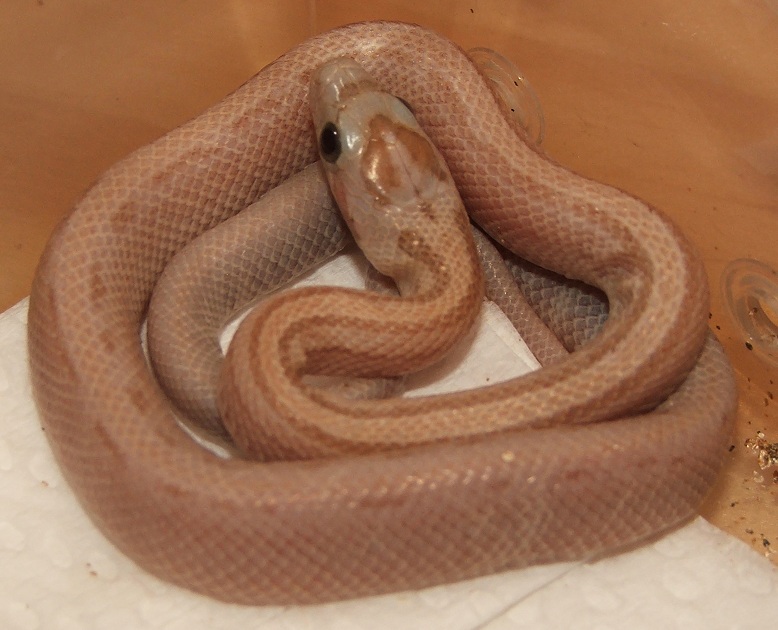 Amber Stripe