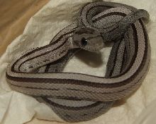Anery Stripe (2011)