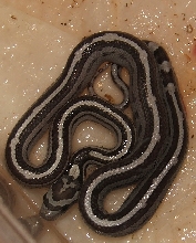 Anery MotleyPinstripe