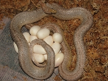Ghost MotleyPinstripe laid 18 eggs