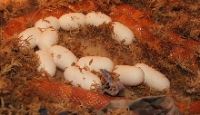 Ultramel Motley het Car.Stripe laid 13 eggs