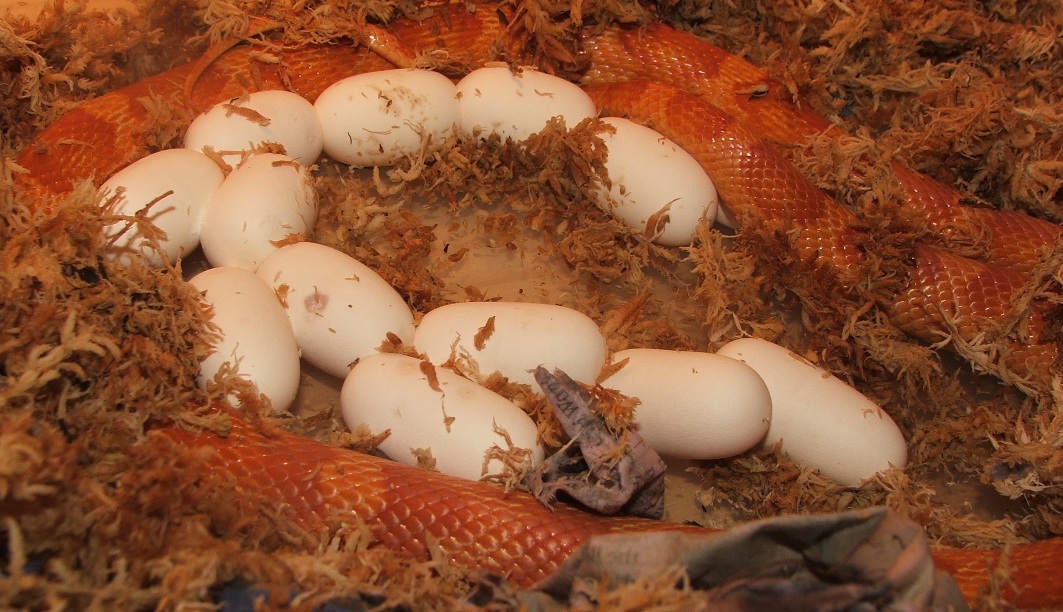 Ultramel Motley het Car.Stripe laid 13 eggs
