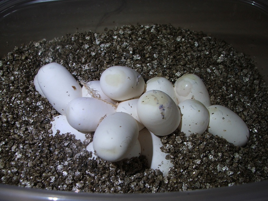 Eggs