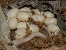 Hypo Opal's 17 eggs