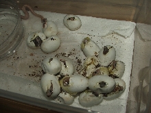 Hatching