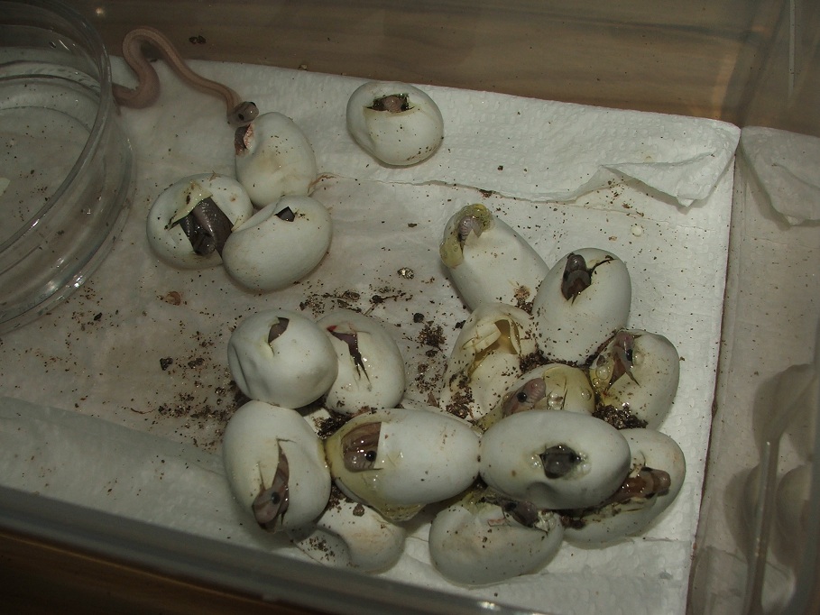 Hatching