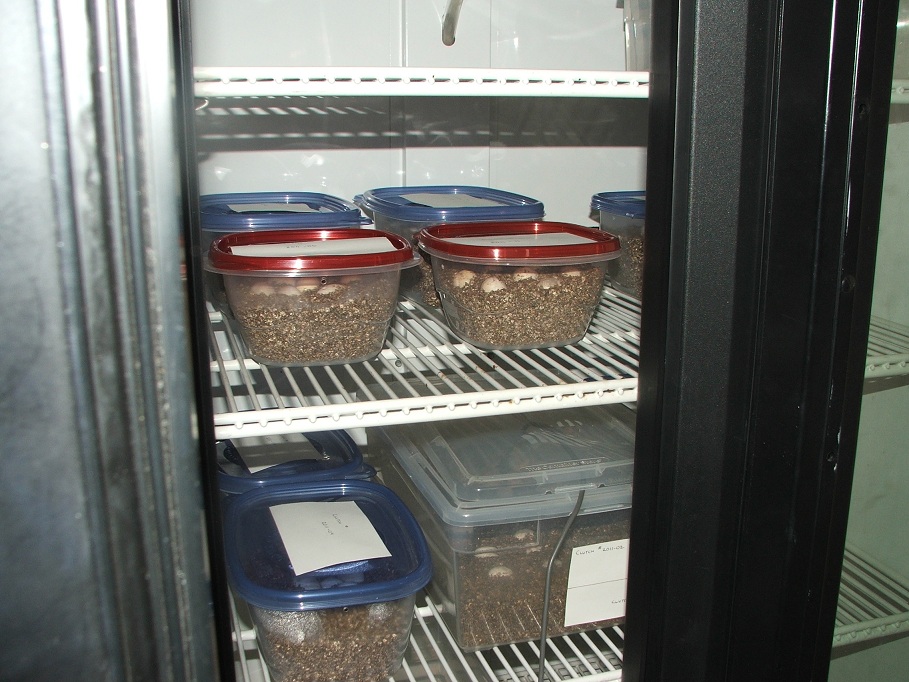 Incubator with eggs