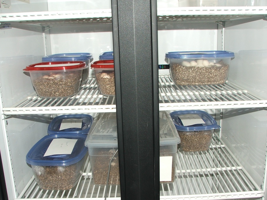 Incubator with eggs
