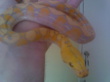 retic