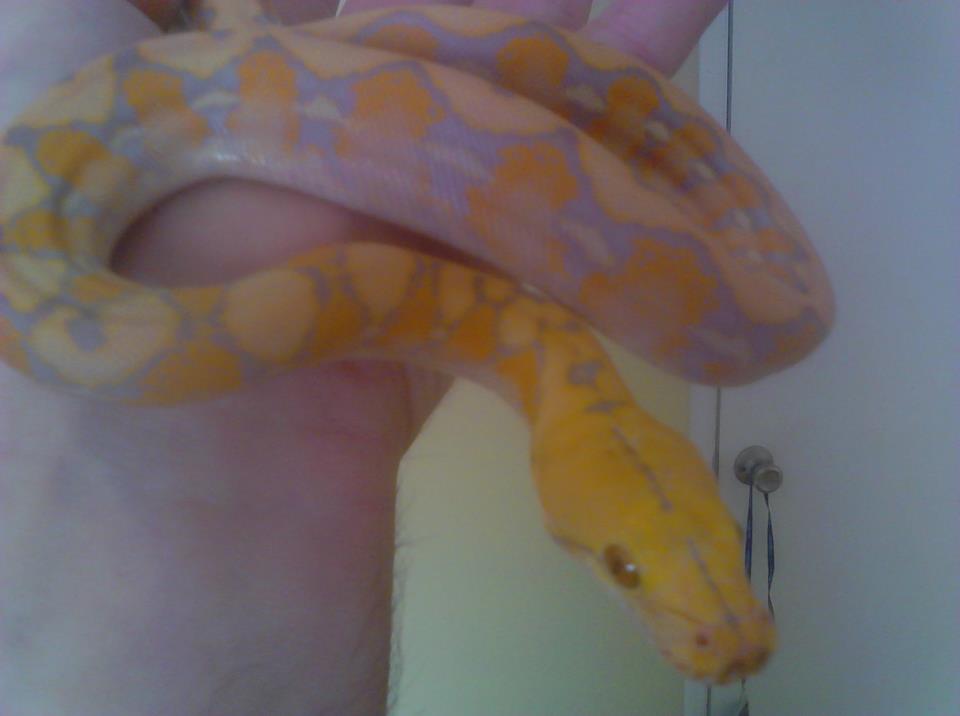 retic