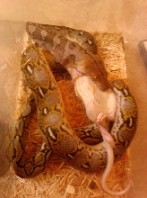 retic eating