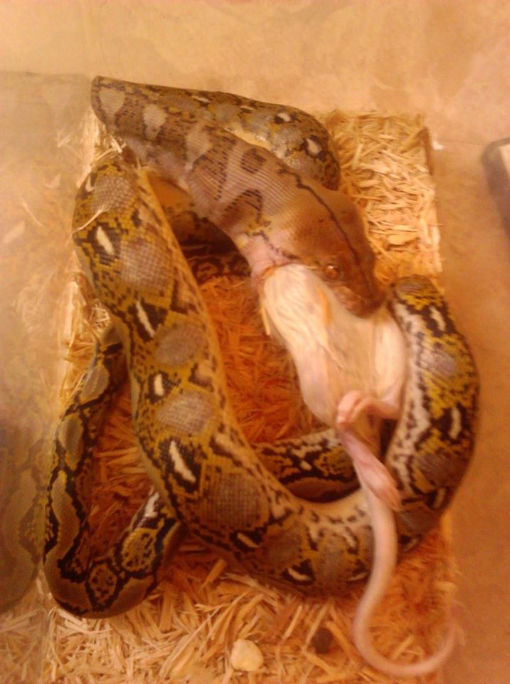 retic eating