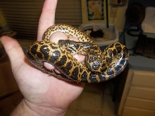 anaconda