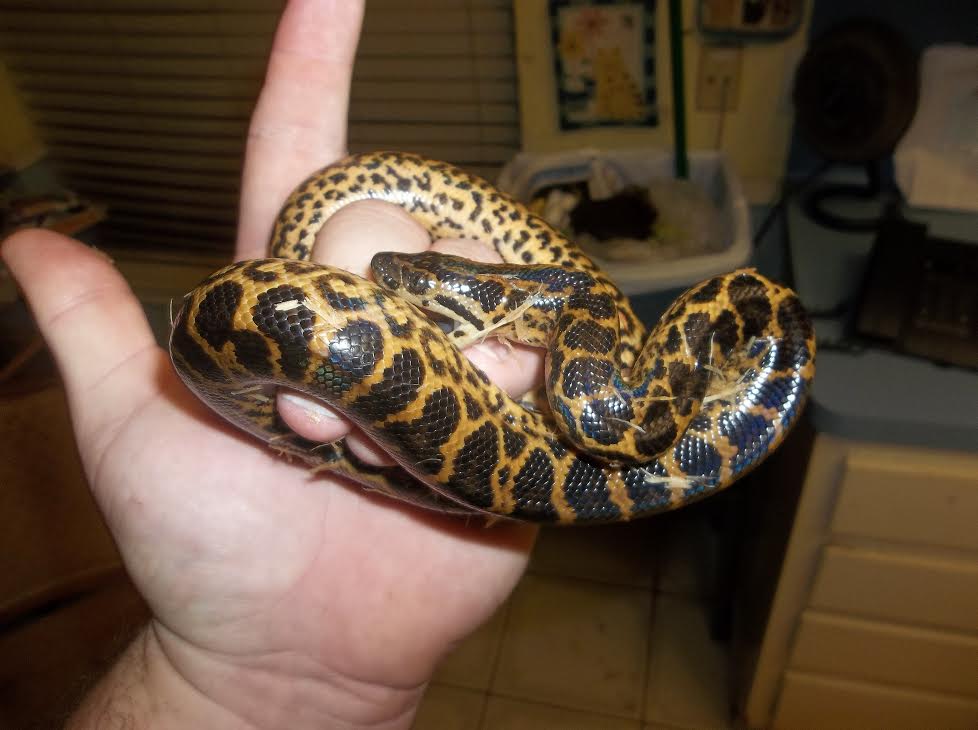 anaconda