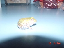 one of my four pixie frogs.