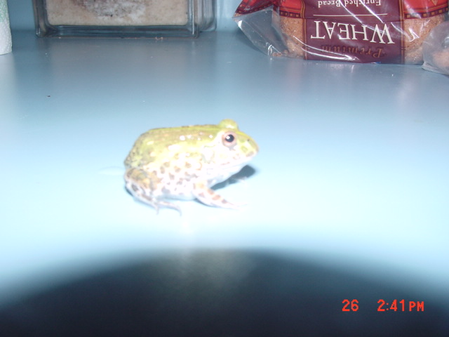 one of my four pixie frogs.