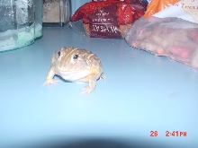 one fat froggie!