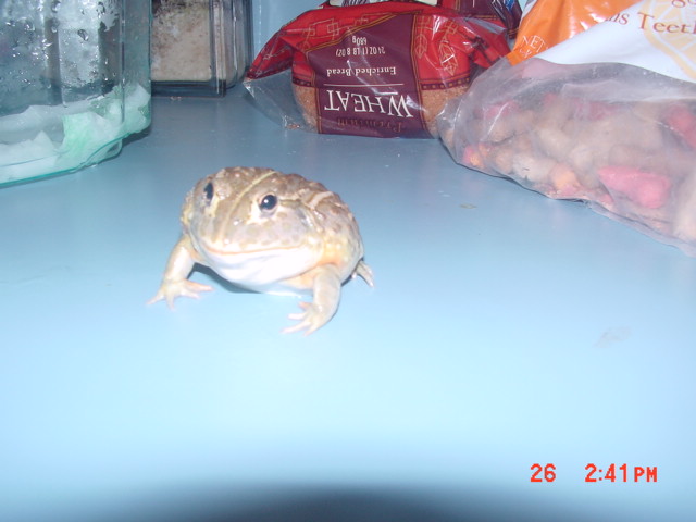 one fat froggie!