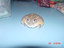 king fattie!