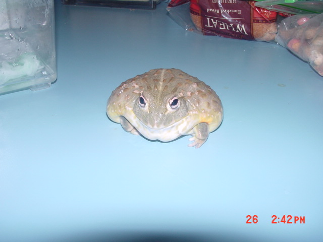 king fattie!