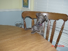 puppy