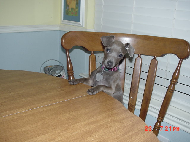 puppy