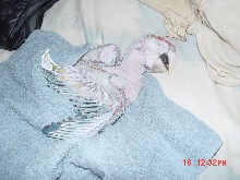 scarlet macaw baby