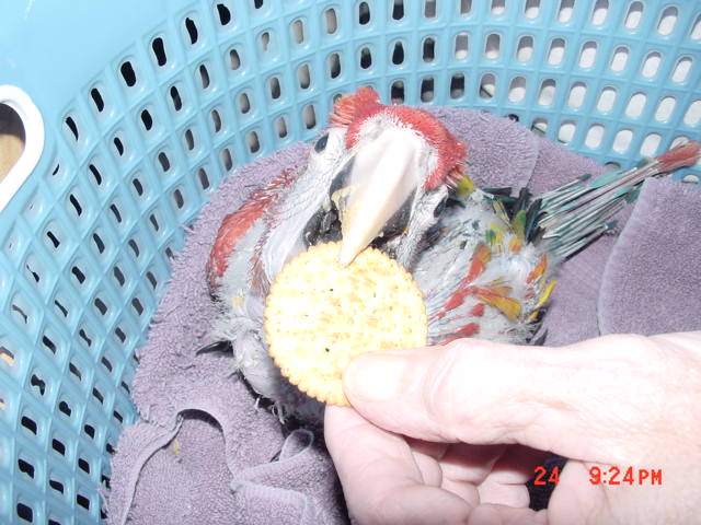 mmmmmmm....cracker