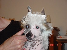 chinese crested
