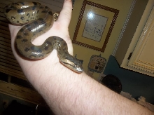 anaconda