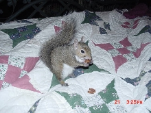squirell