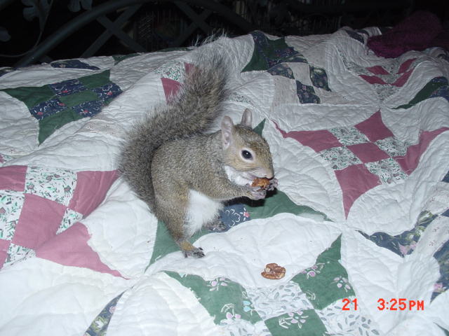 squirell