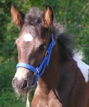 Diamante Azul