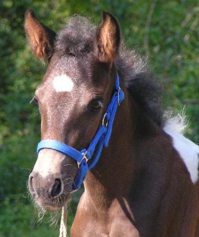 Diamante Azul