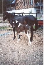 my gorgeous filly