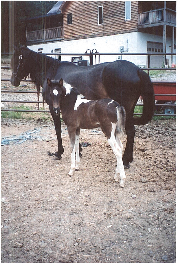 my gorgeous filly