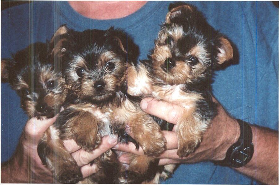 my babies