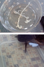 Worms???