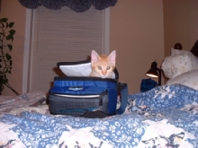 Gabby in lunchbox