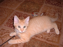 YoungGabby