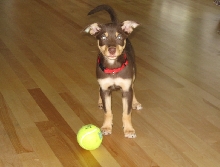 Tennis ball and Quinn
